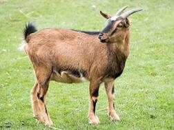 HEICO campo cercado com animais